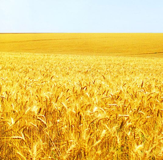 罗马尼亚今年夏粮 获入盟以来最大的丰收