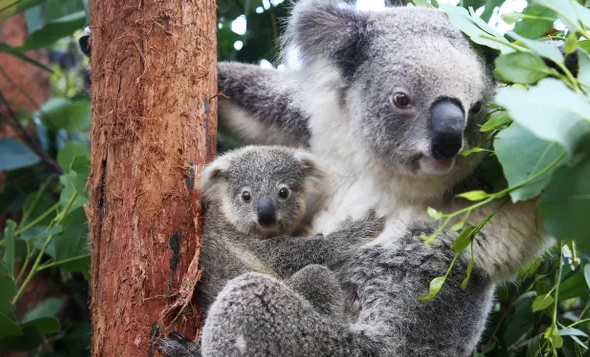 澳大利亚环境部将多地考拉列为濒危物种
