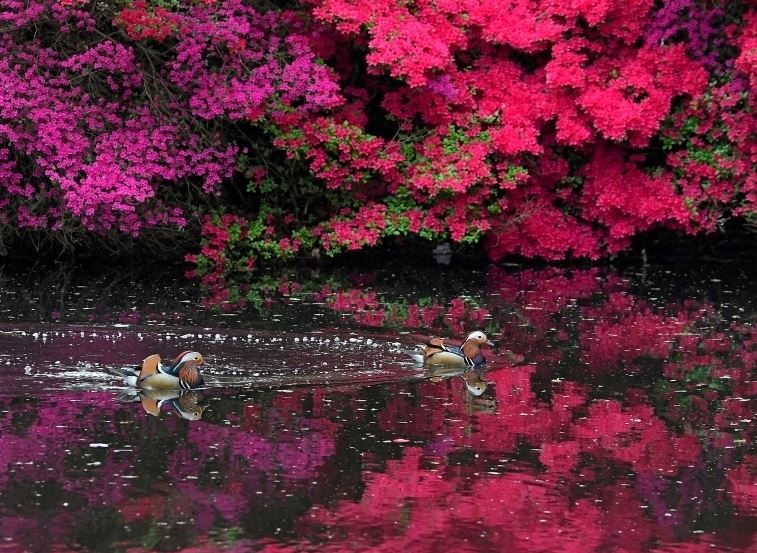 英国里士满公园杜鹃花盛放 姹紫嫣红夺目耀眼