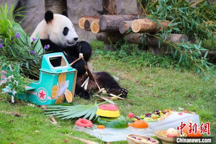 三只大熊猫在上海集体过生日