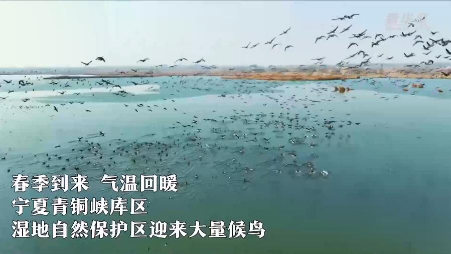 宁夏青铜峡：春到人间鸟归来