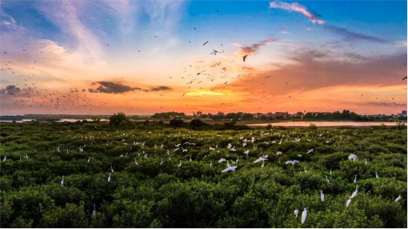 【大美广东】Zhanjiang: Egrets flutter over the mangroves  湛江：鹭鸟翩飞红树林