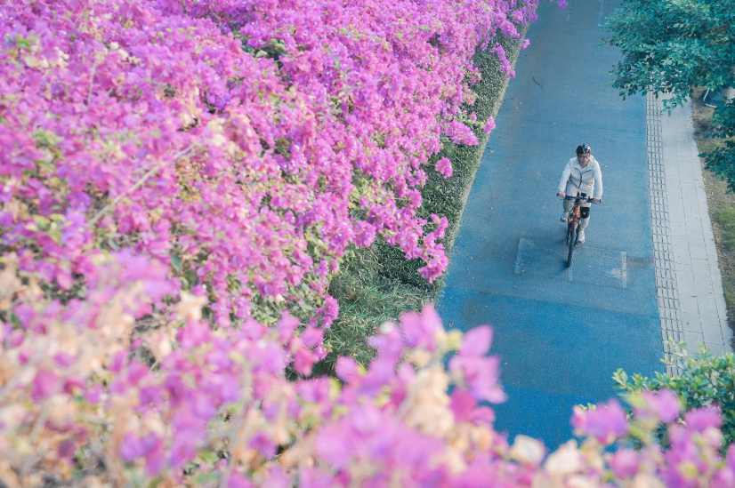 【大美广东】Pedestrian Bridges Dress Up in 'Flower Costumes' for Autumn 广州人行天桥秋季穿“花衣”