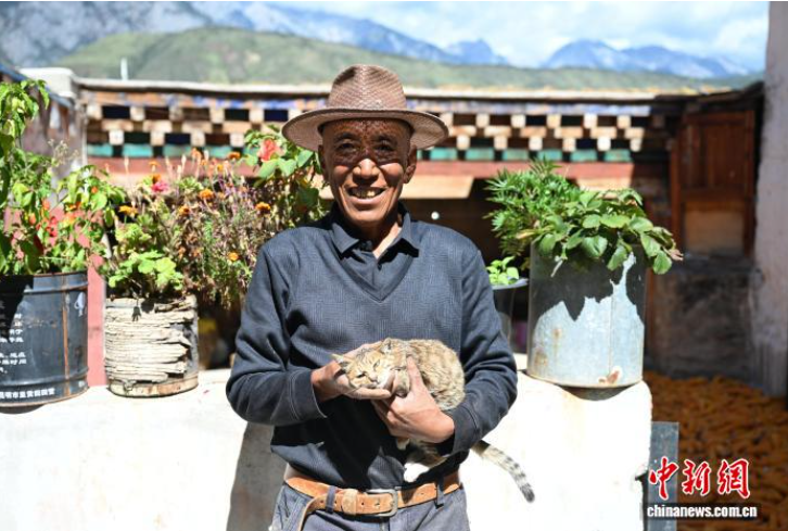 四川乡城:敬猫文化融日常 “香巴拉猫”焕新生