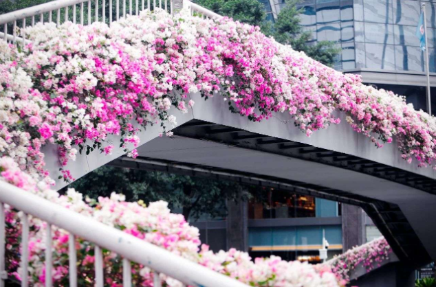 Capturing Guangzhou's autumn–winter blossoms