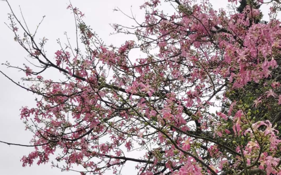 《红鸟鸣春》  张卓辉（荷兰）