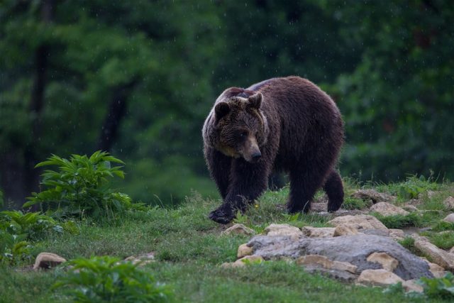 罗马尼亚九岁儿童遭受棕熊袭击