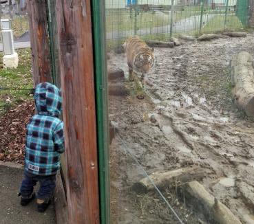 罗马尼亚动物园下班误将游客锁进园里