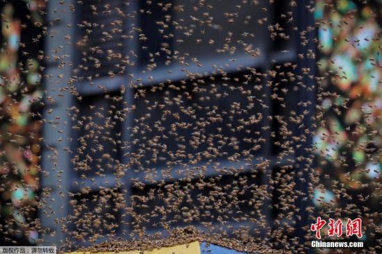 蜜蜂嗅觉比狗强？西班牙科学家拟训练蜜蜂搜炸弹