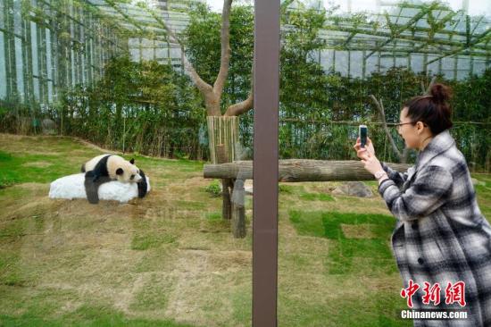 中国旅韩熊猫夫妇人气旺 韩民众期待其诞下后代