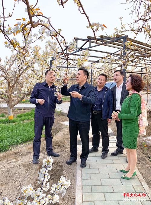 新疆巴州将参展2019北京世园会 特色林果讲述华夏第一州绿色发展故事