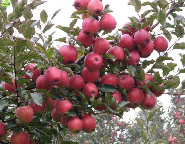 甘肃苹果生产销售市场保持“两旺”