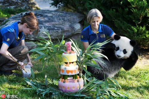 法国出生首只大熊猫“圆梦”迎来周岁生日