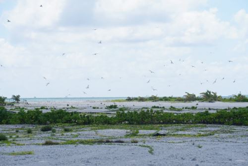 生态改善 成群海鸟“落户”西沙洲