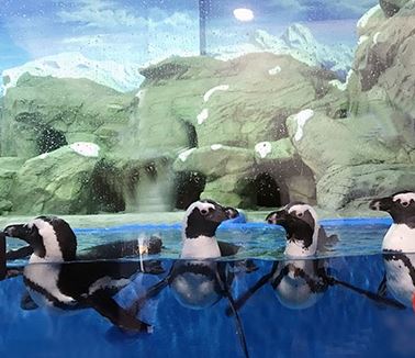 15只企鹅将登陆三亚 市民可免费看企鹅！