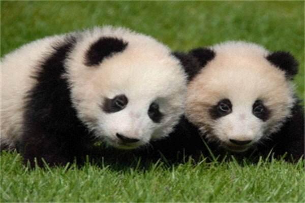 日本和歌山县白滨町动物园熊猫宝宝取名“彩滨”