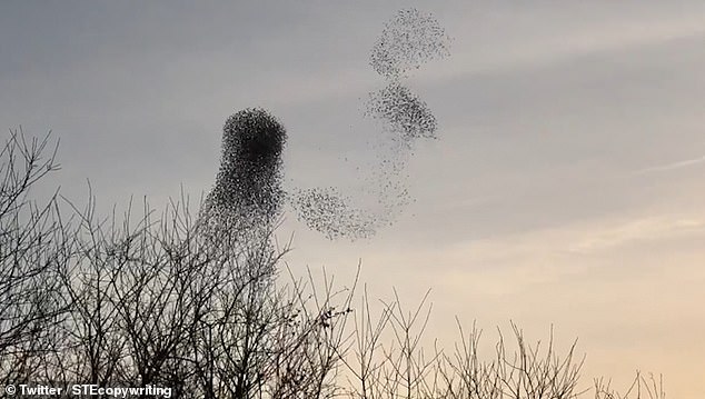 英格兰南部大批椋鸟空中”舞动”形如艺术