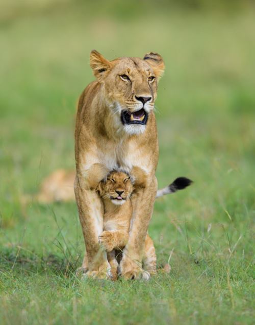 非洲平原自然栖息地中的狮子是什么样子？