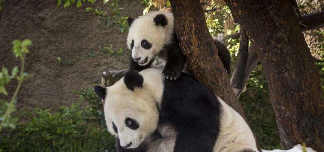旅美大熊猫母子“白云”和“小礼物”将返回中国
