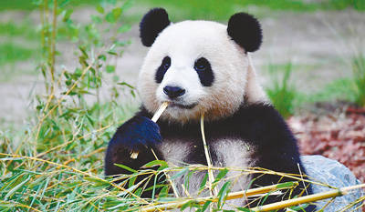 旅德大熊猫“梦梦”大概率已怀孕 宝宝预计月底诞生