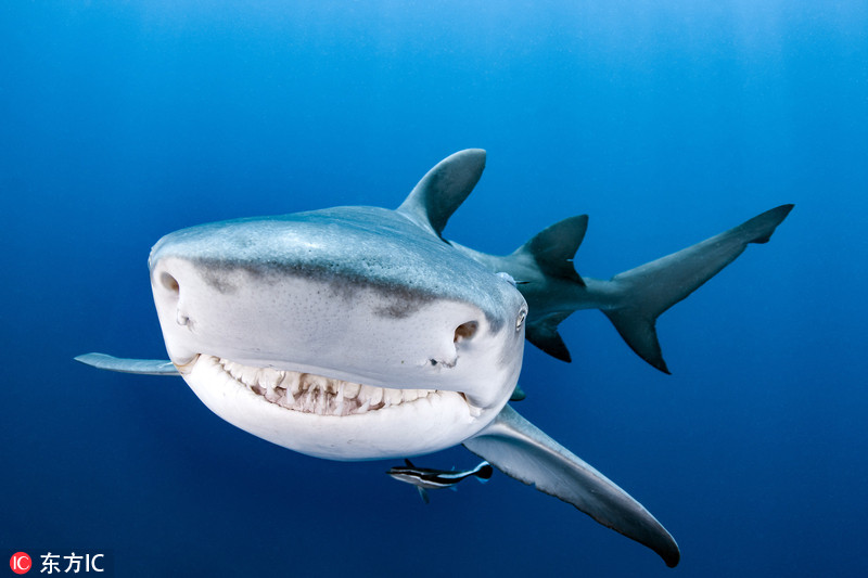 美国鲨鱼被潜水员喂食 回送一个大大微笑