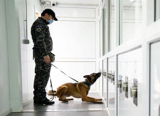 罗马尼亚锡比乌机场使用训练有素的狗来检测新冠感染者