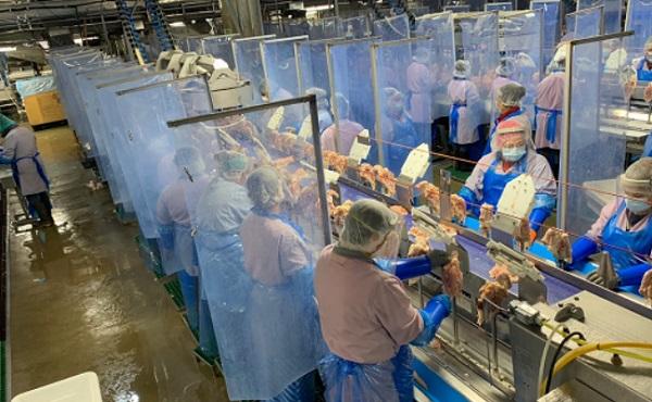 60名罗马尼亚工人在英国的肉类加工厂感染新冠病毒